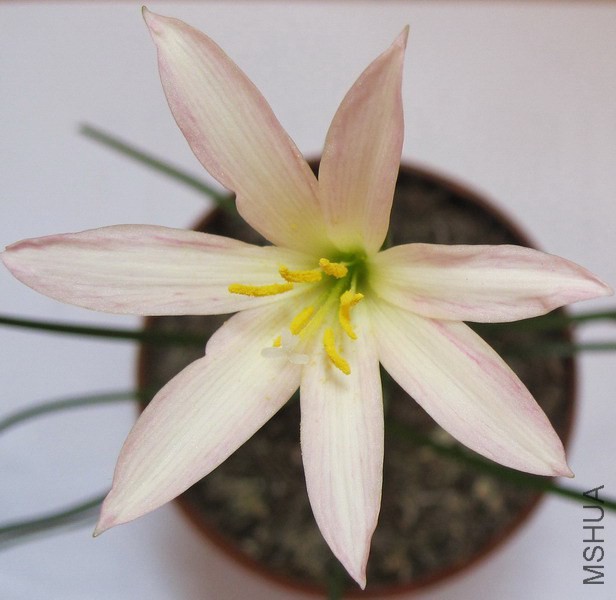Zephyranthes 'Twinkle strain' 1.jpg