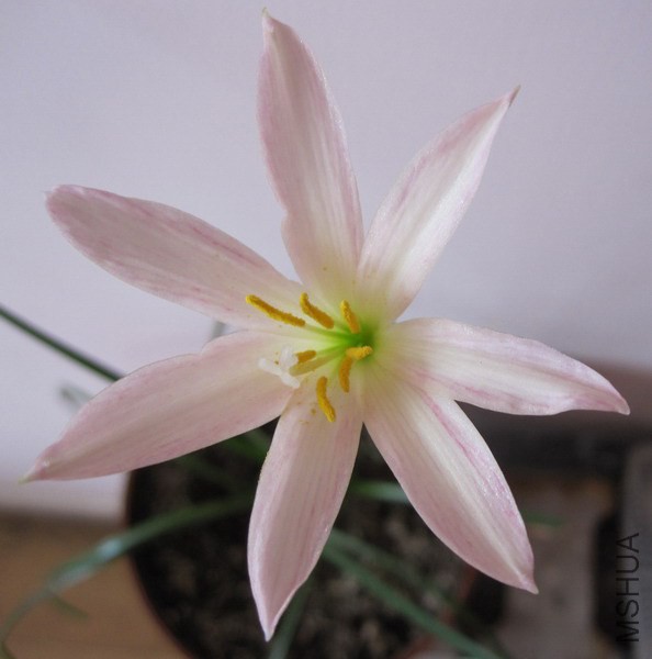 Zephyranthes 'Twinkle strain'.jpg