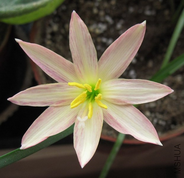 Zephyranthes 'Twinkle strain' 2.jpg