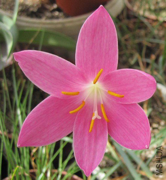 Zephyranthes zeyheri 2.jpg