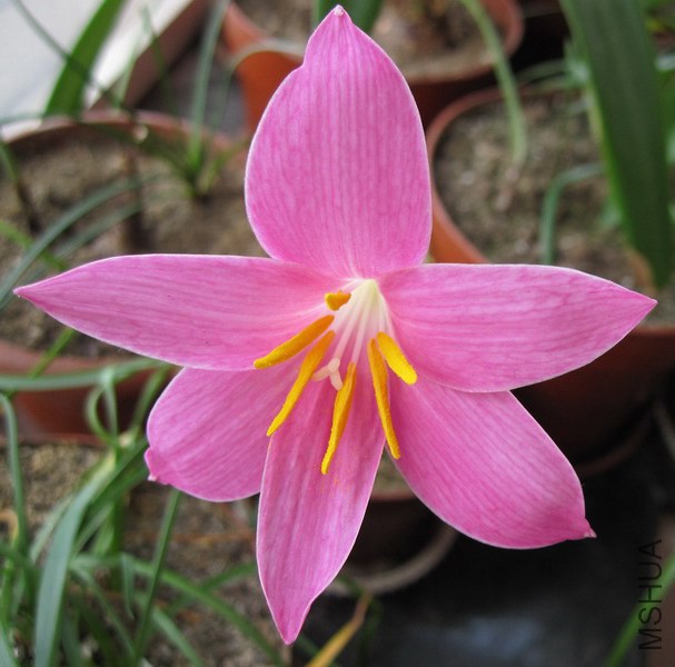 Zephyranthes zeyheri 0.jpg
