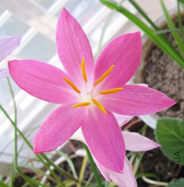 Zephyranthes zeyheri 1.jpg