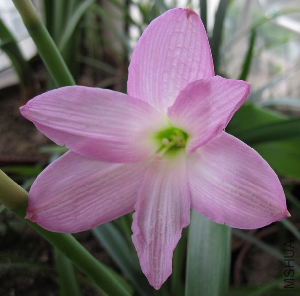 Habranthus �� floryi 1.jpg