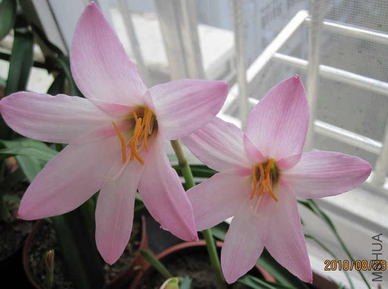 Habranthus �� floryi 'Cherry Pink'.jpg