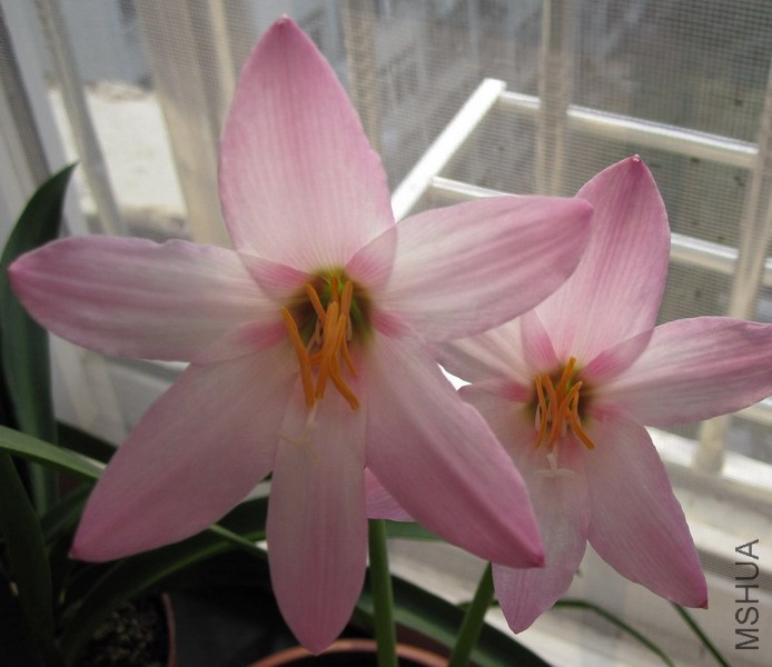 Habranthus �� floryi 'Cherry Pink' 1.jpg