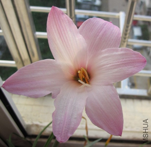 Habranthus �� floryi 'Cherry Pink' 3.jpg