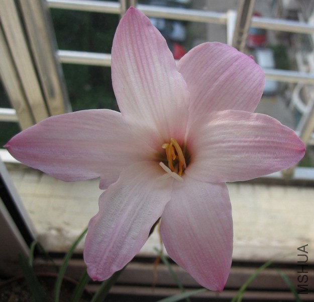 Habranthus �� floryi 'Cherry Pink' 2.jpg