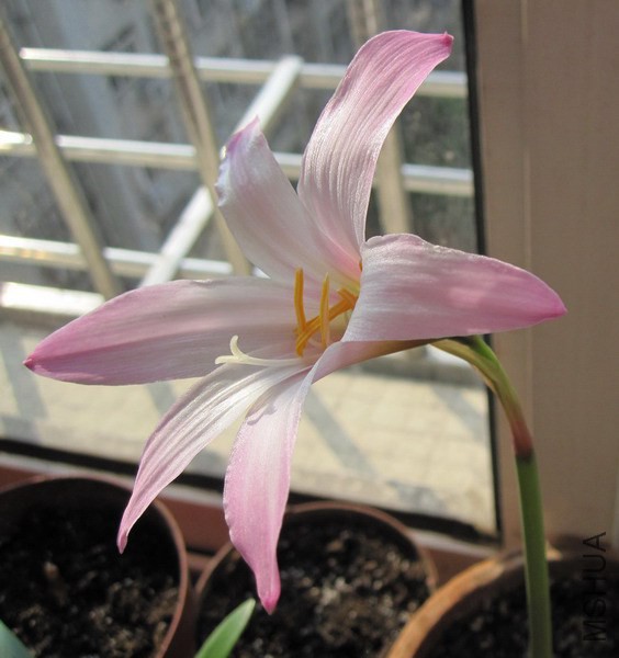 Habranthus �� floryi 'Cherry Pink' 4.jpg