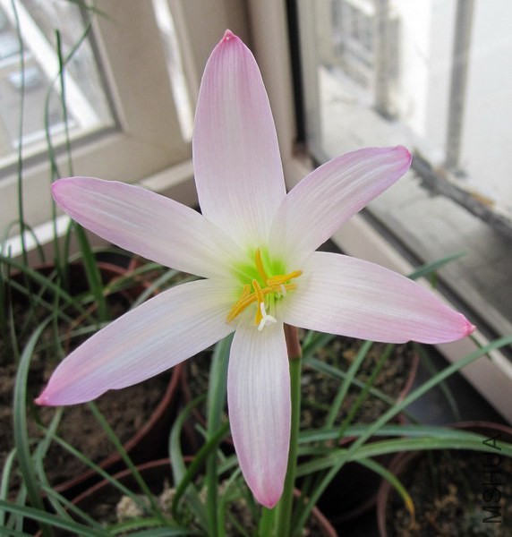 Habranthus biflorus.jpg