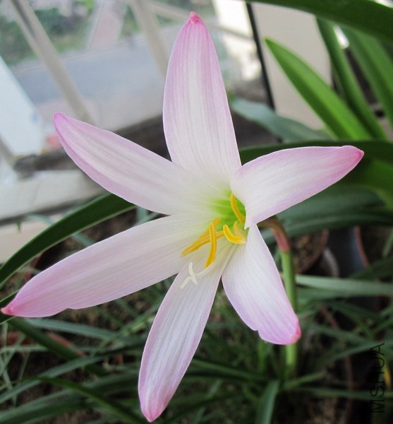 Habranthus biflorus 2.jpg