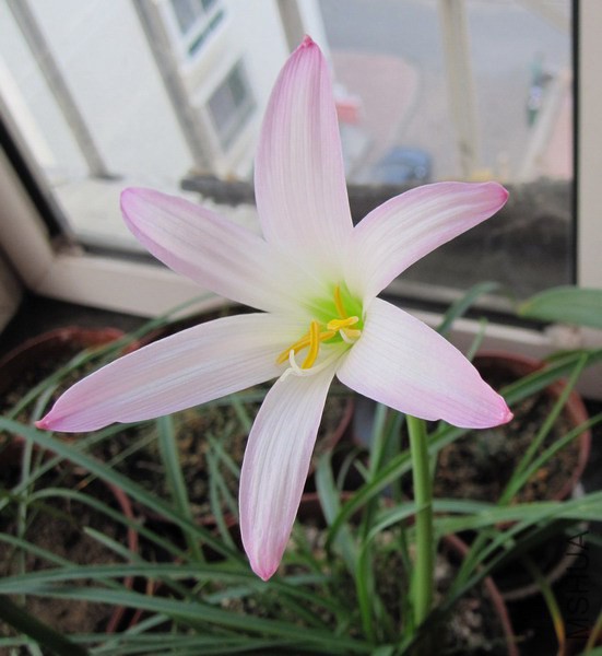 Habranthus biflorus 1.jpg