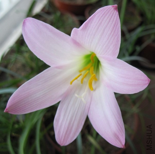 Habranthus biflorus 3.jpg