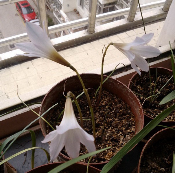 Habranthus blue 7.jpg