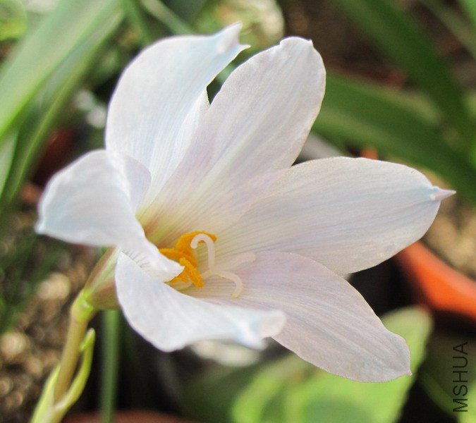 Habranthus blue 2.jpg