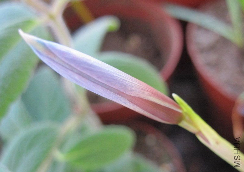 Habranthus blue 1.jpg