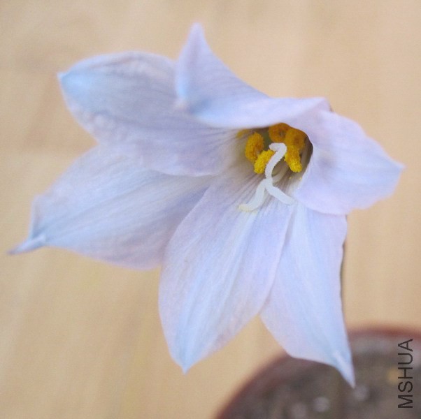 Habranthus blue 3.jpg