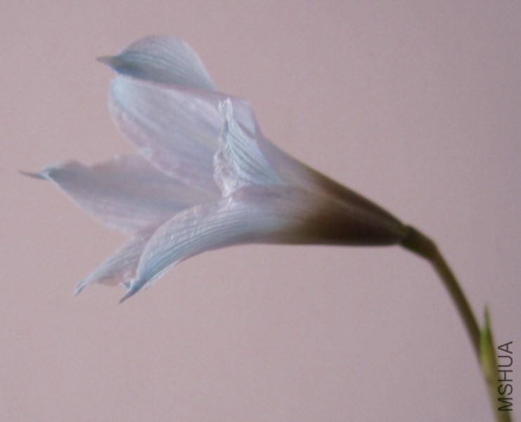 Habranthus blue 4.jpg