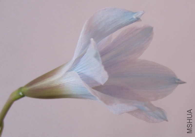 Habranthus blue 5.jpg