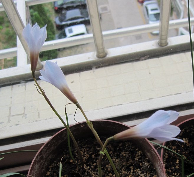 Habranthus blue 6.jpg