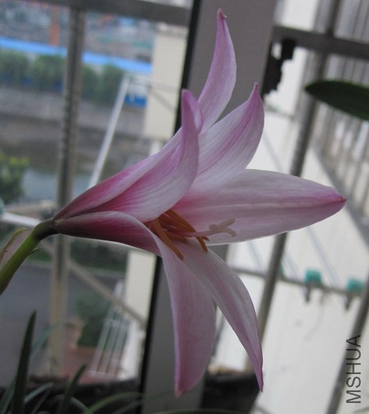 Habranthus brachyandrus.jpg