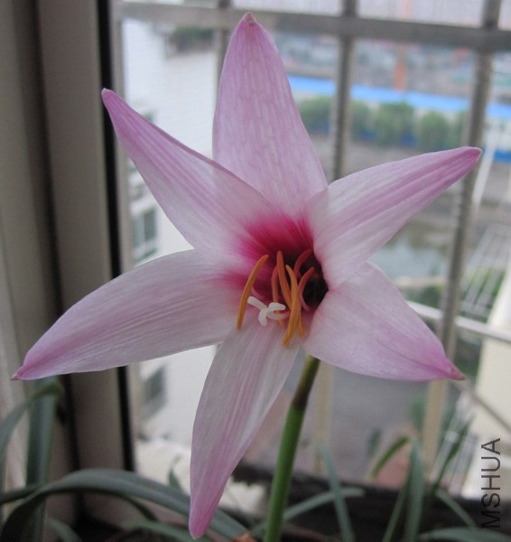 Habranthus brachyandrus 1.jpg