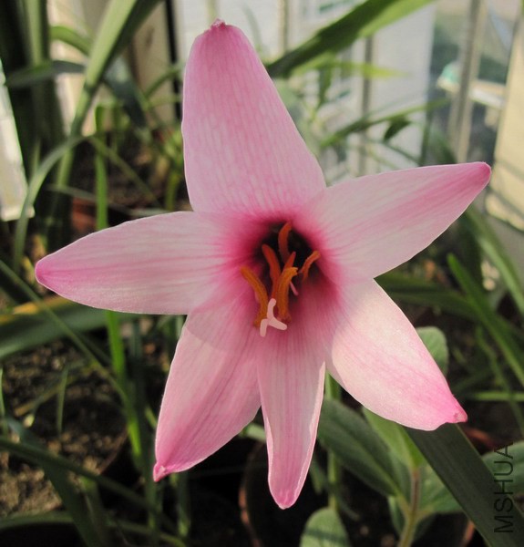 Habranthus brachyandrus 2.jpg