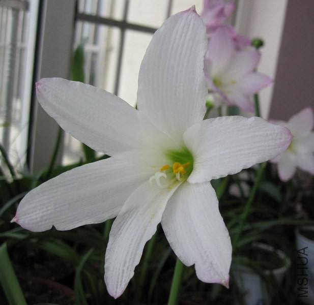 Habranthus 'John Fellens' H21.jpg