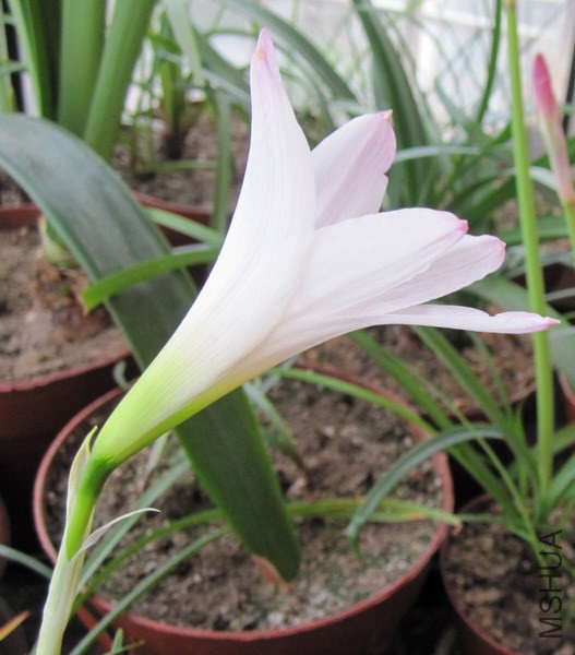 Habranthus 'John Fellens' H21 1.jpg