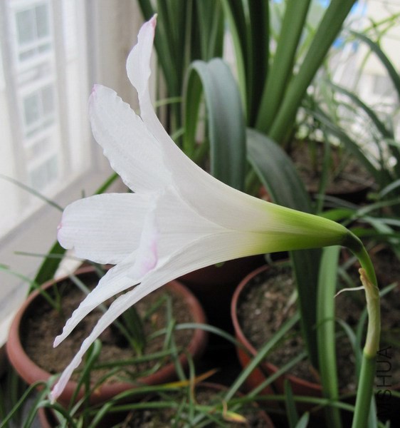 Habranthus 'John Fellens' H21 2.jpg