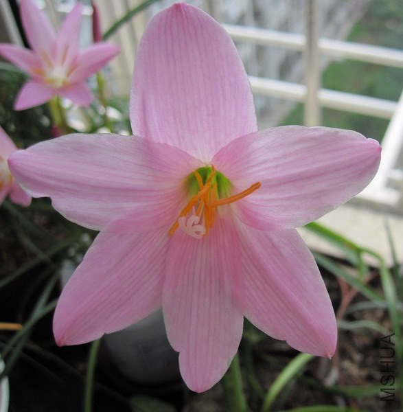 Habranthus 'Pink Flamingos'.jpg