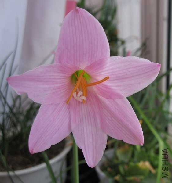 Habranthus 'Pink Flamingos' 1.jpg