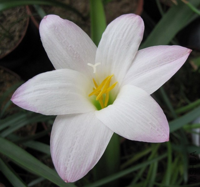 Habranthus robusta **pa FL�� 1.jpg