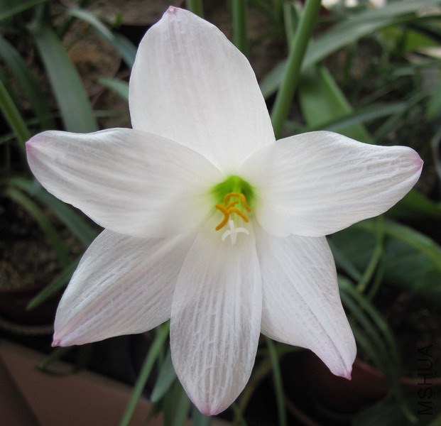 Habranthus robusta **pa FL�� 2.jpg