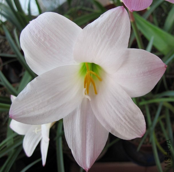 Habranthus robusta **pa FL�� 3.jpg