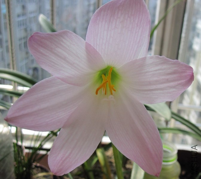 Habranthus robustus 6.jpg