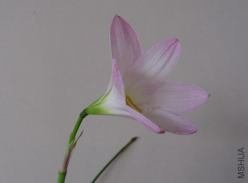 Habranthus robustus 1.jpg