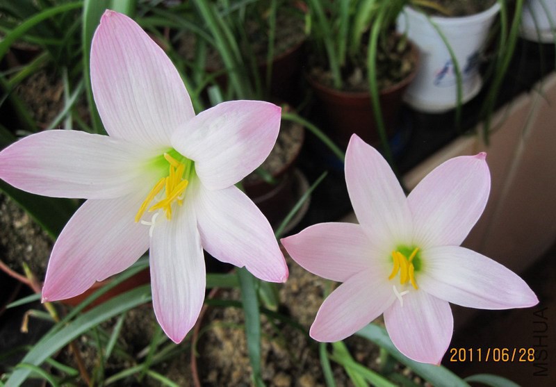 Habranthus robustus 2.jpg