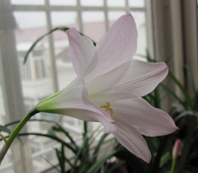 Habranthus robustus 4.jpg