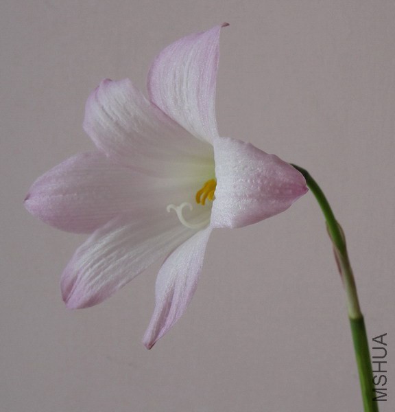 Habranthus robustus 3.jpg