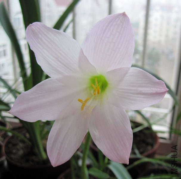 Habranthus robustus 5.jpg