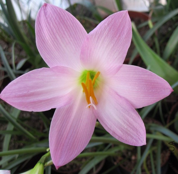 Habranthus robustus hybrids�� 1.jpg