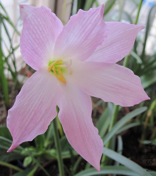 Habranthus robustus 'Russell Manning' 3.jpg