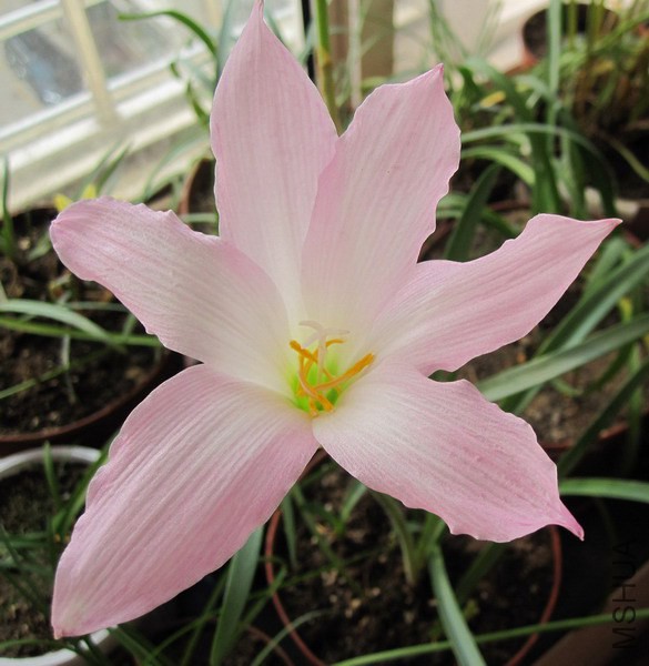 Habranthus robustus 'Russell Manning' 2.jpg