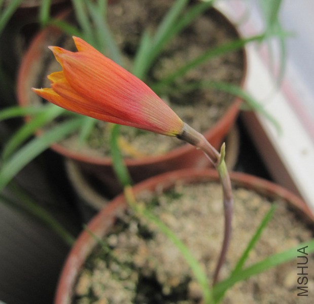 Habranthus tubispathus  3.jpg