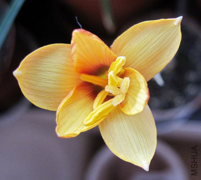 Habranthus tubispathus  1.jpg