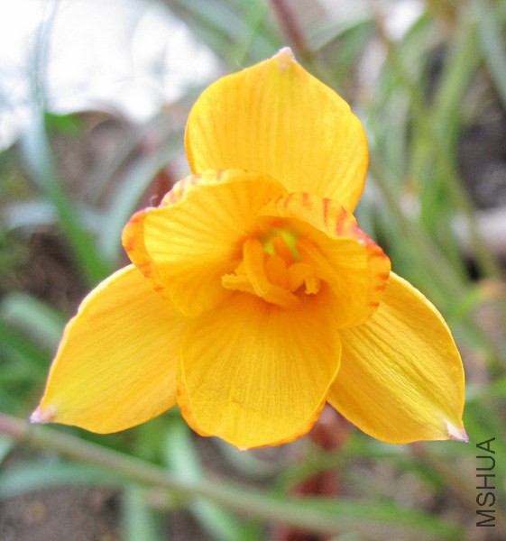 Habranthus tubispathus 'Good Yellow Form' 4.jpg
