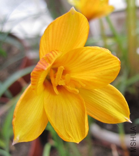 Habranthus tubispathus 'Good Yellow Form' 3.jpg