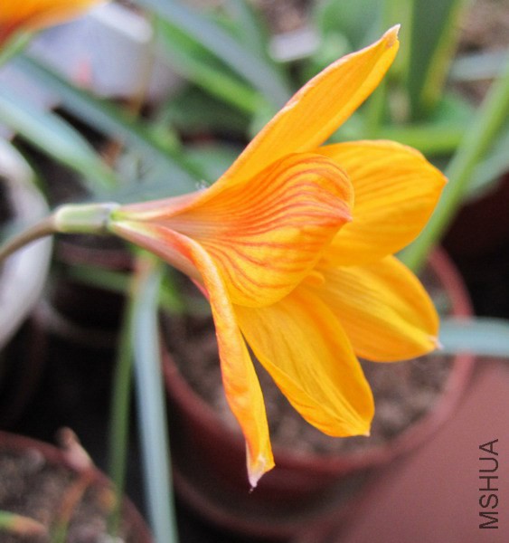 Habranthus tubispathus 'Good Yellow Form' 2.jpg