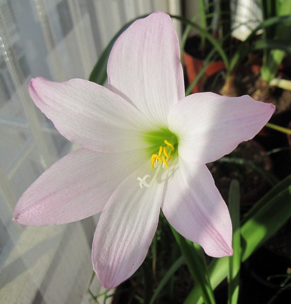 Habranthus ��ȷ��A 2.jpg