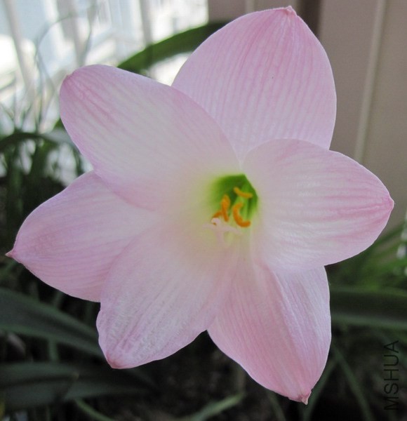 Habranthus ��ȷ��A 3.jpg